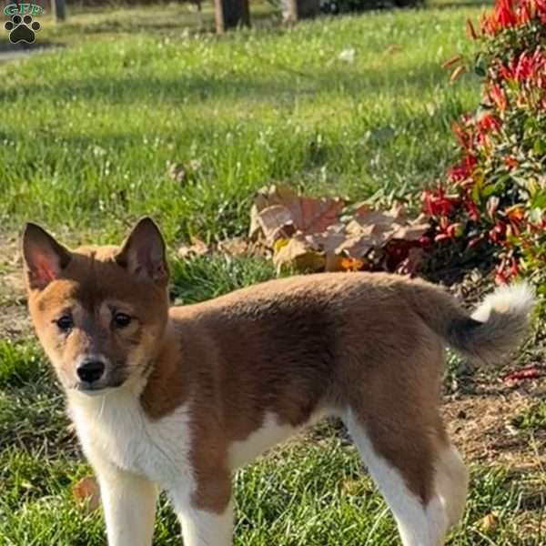 Fiona, Shiba Inu Puppy